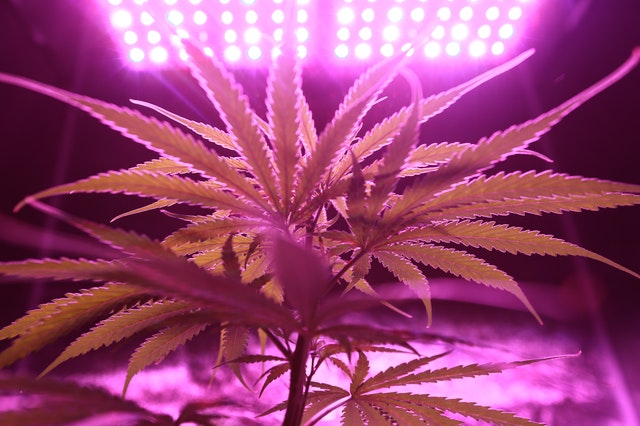 Советы выращивания конопли как правильно собрать урожай марихуаны